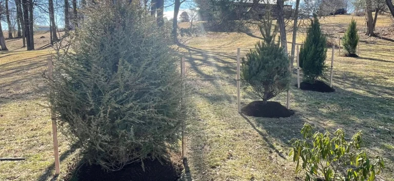 Privacy hedge install in Harford County