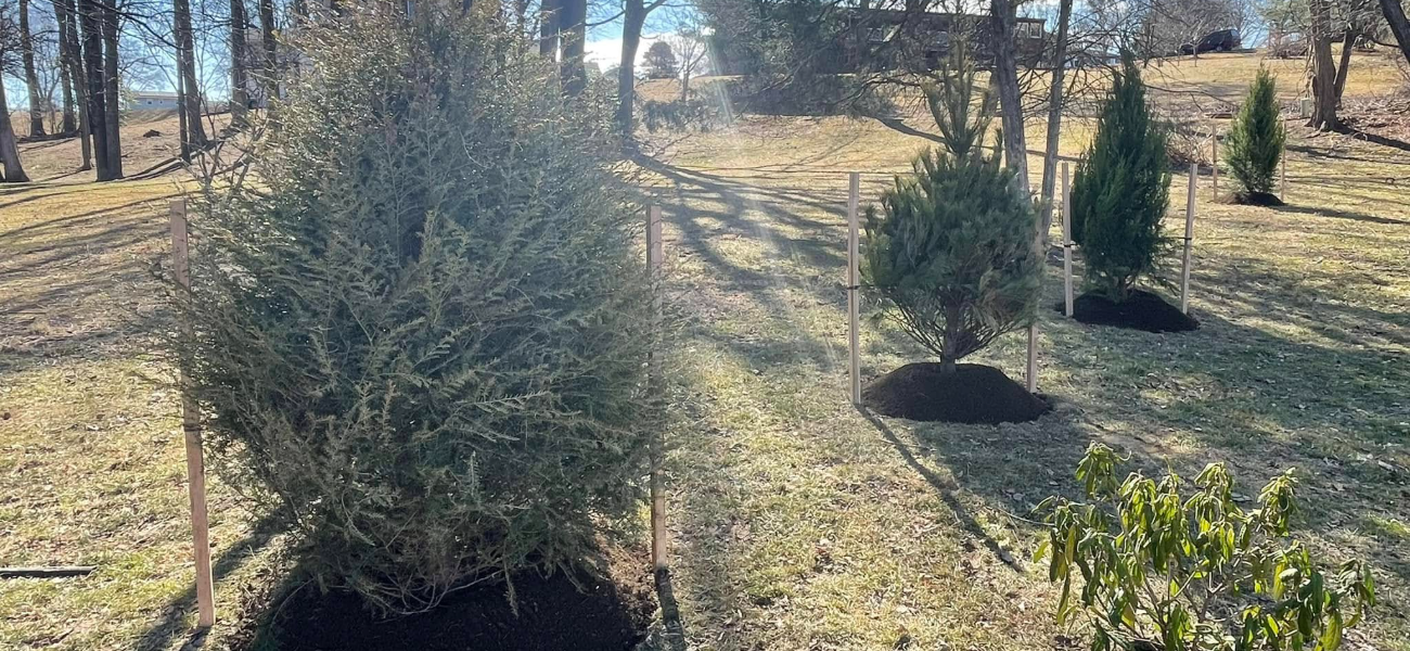 Privacy hedge install in Harford County