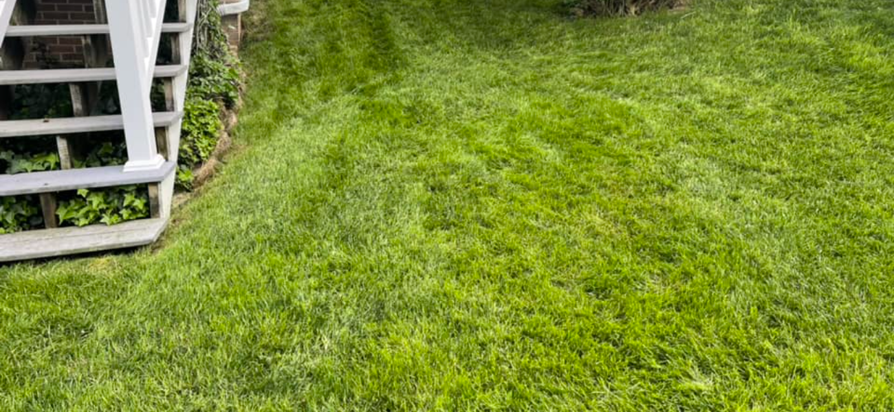 New lawn install cost blog